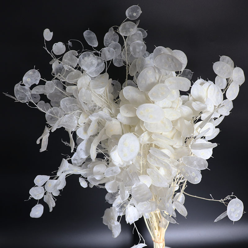 Eucalyptus Preserved - Fleurs de lunaria conservées pour arrangement