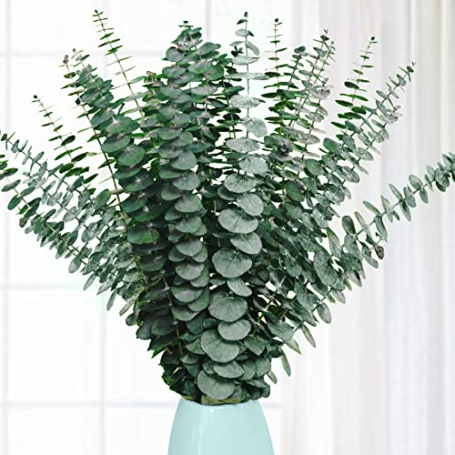 Eucalyptus Preserved - 20 tiges d'eucalyptus séchées et préservées,