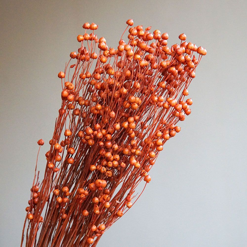 Ormosia Hosiei – vraies fleurs - Eucalyptus Preserved avis et prix