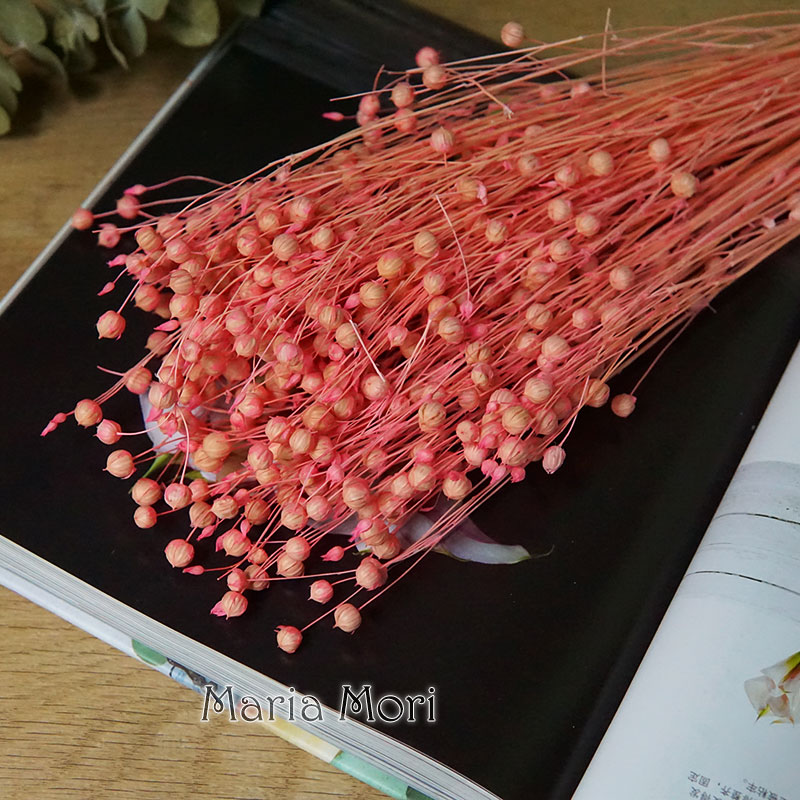 Ormosia Hosiei – vraies fleurs - Eucalyptus Preserved avis et prix
