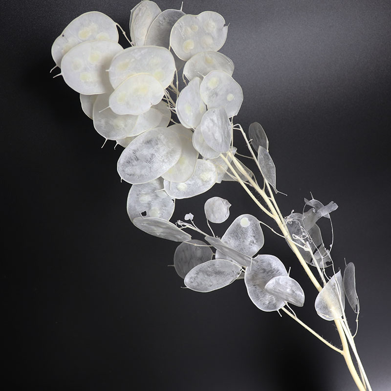 Fleurs de lunaria conservées p - Eucalyptus Preserved avis et prix