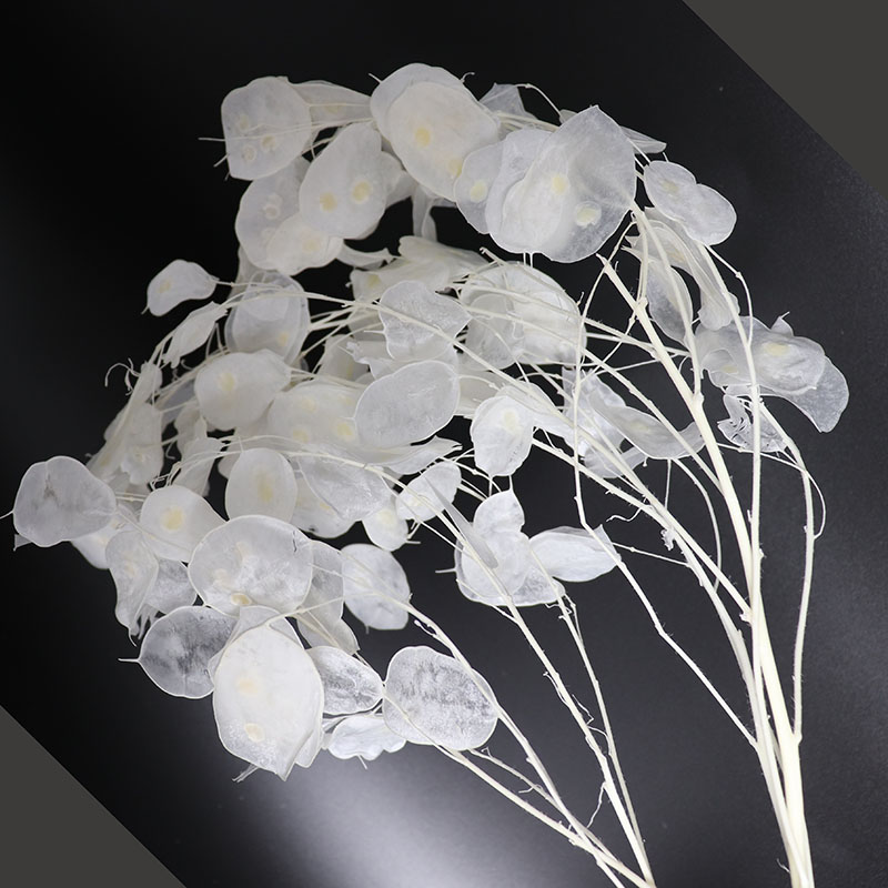 Fleurs de lunaria conservées p - Eucalyptus Preserved avis et prix