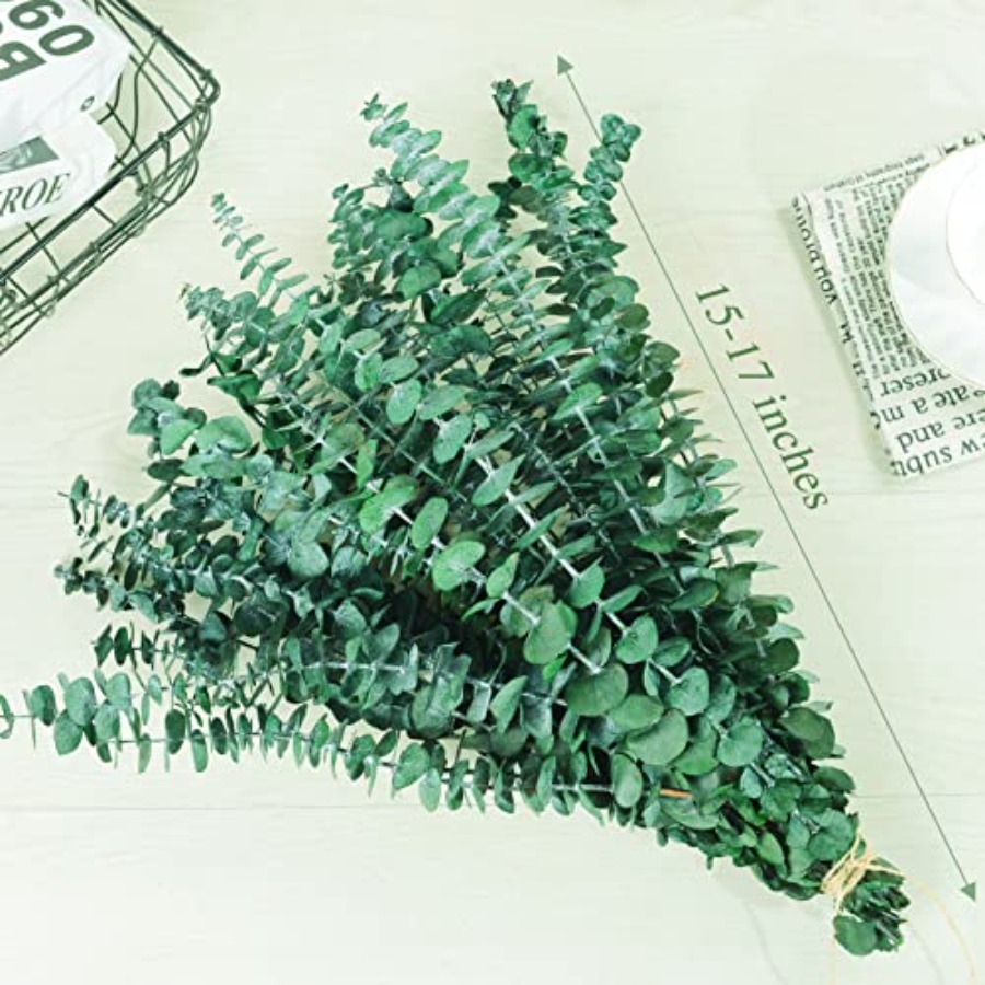 20 tiges d'eucalyptus séchées  - Eucalyptus Preserved avis et prix