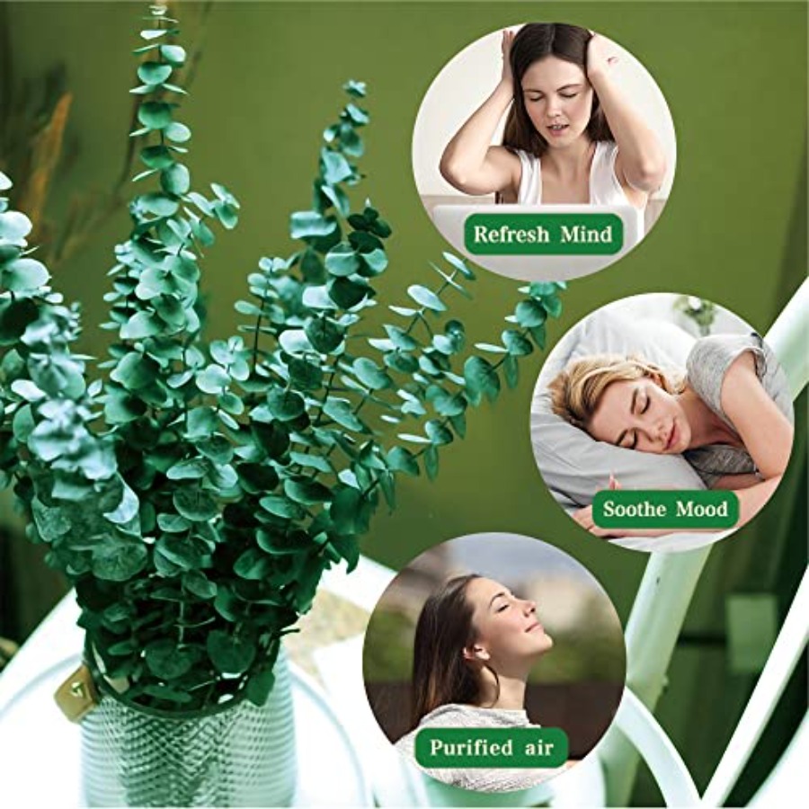 20 tiges d'eucalyptus séchées  - Eucalyptus Preserved avis et prix