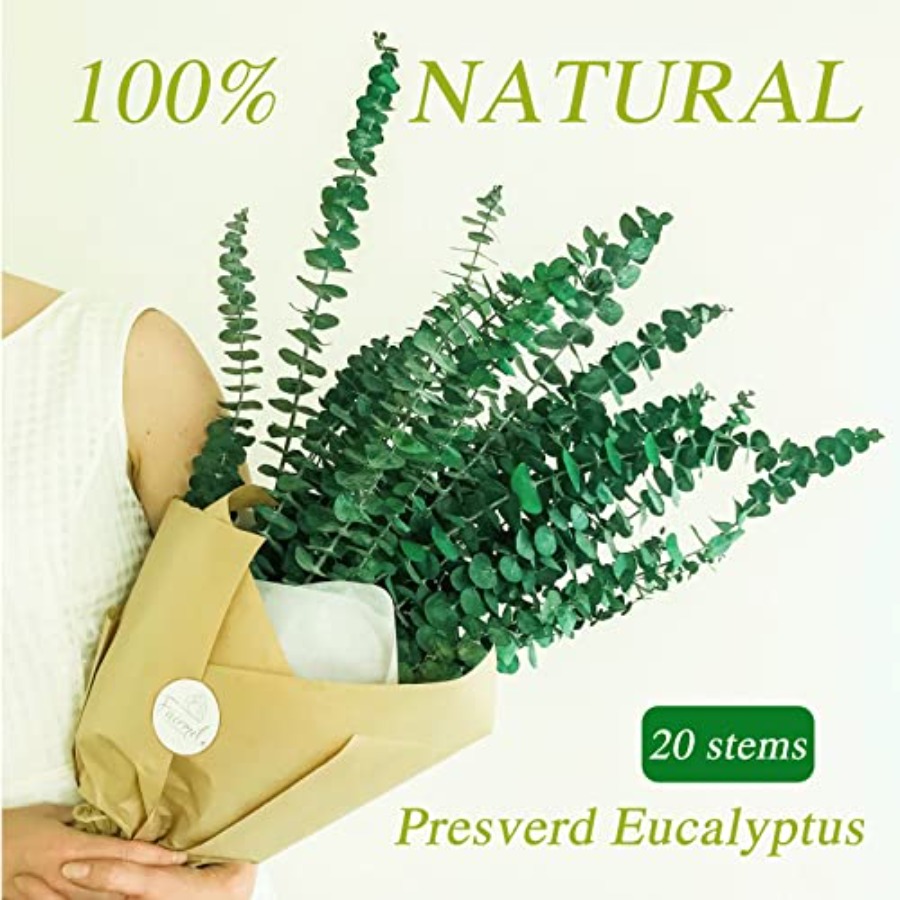 20 tiges d'eucalyptus séchées  - Eucalyptus Preserved avis et prix