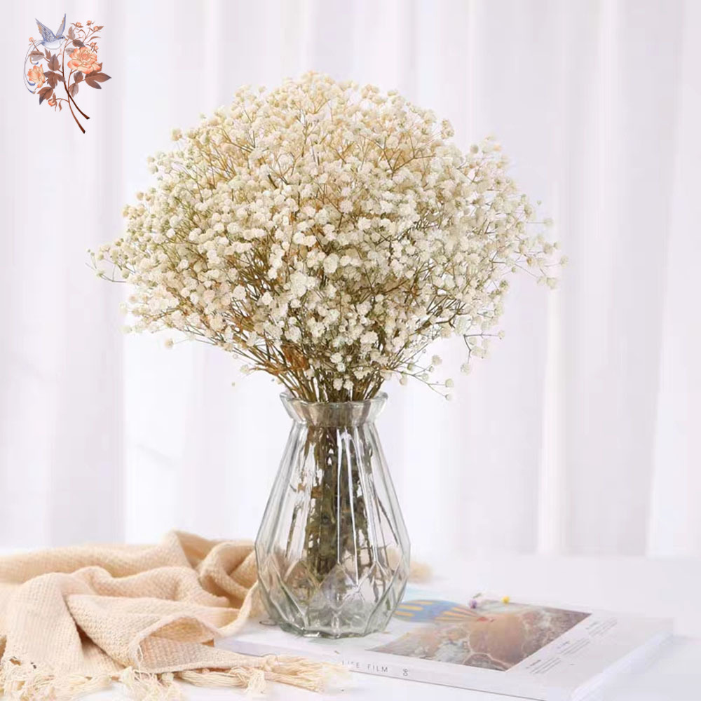Bouquet de fleurs séchées pour - Eucalyptus Preserved avis et prix